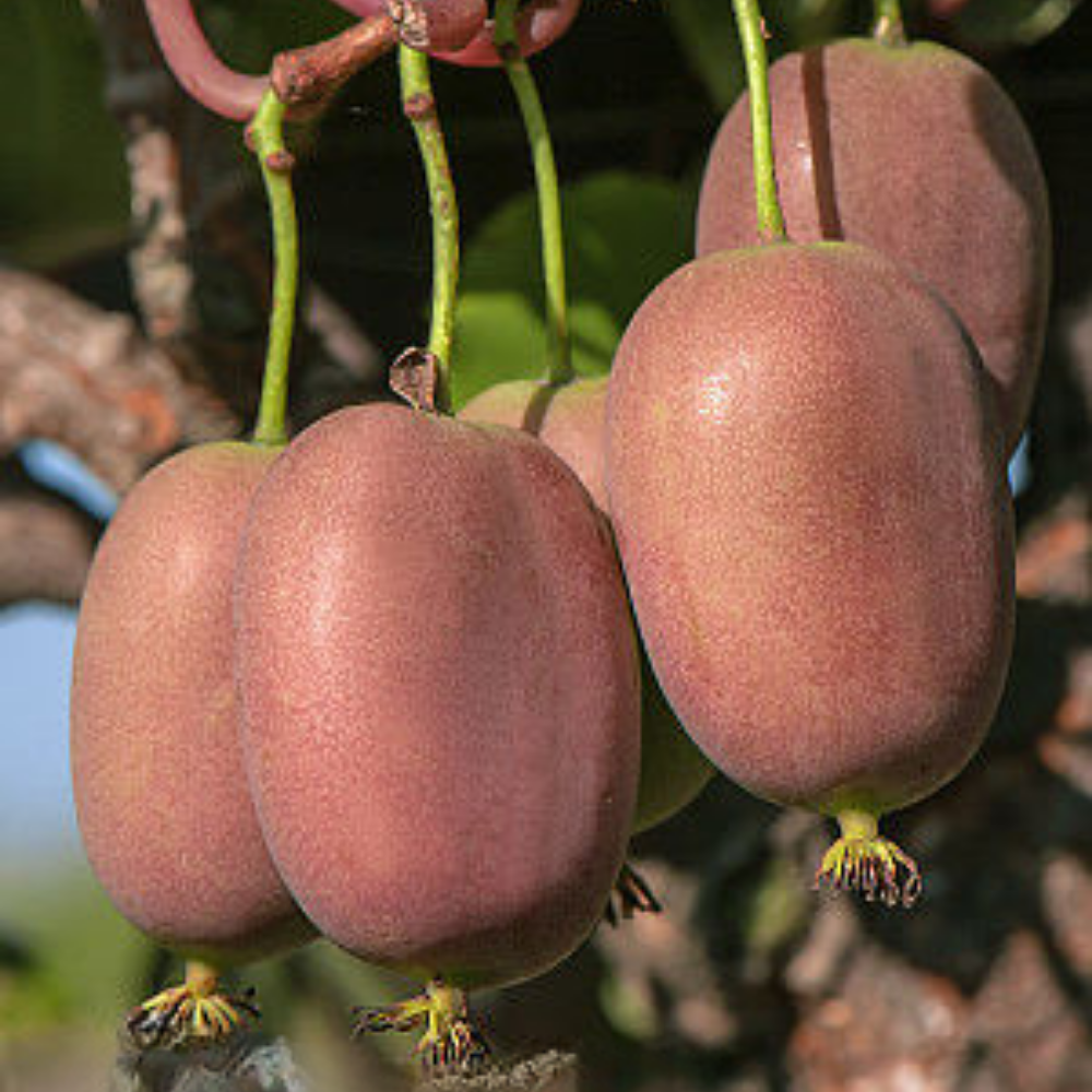 Kiwi-Actinidia-arguta-Bingo-2.png