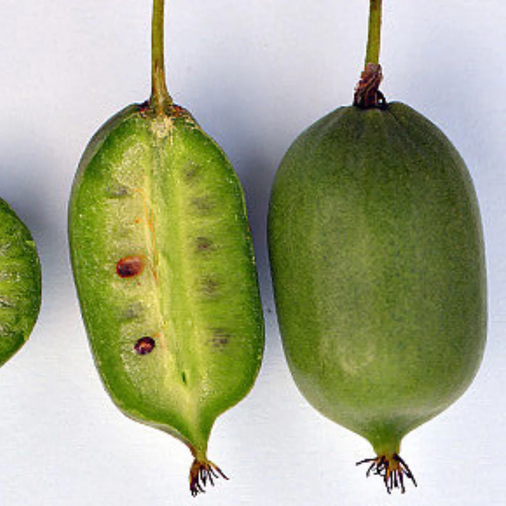 Kiwi-arguta-Issai-3.webp