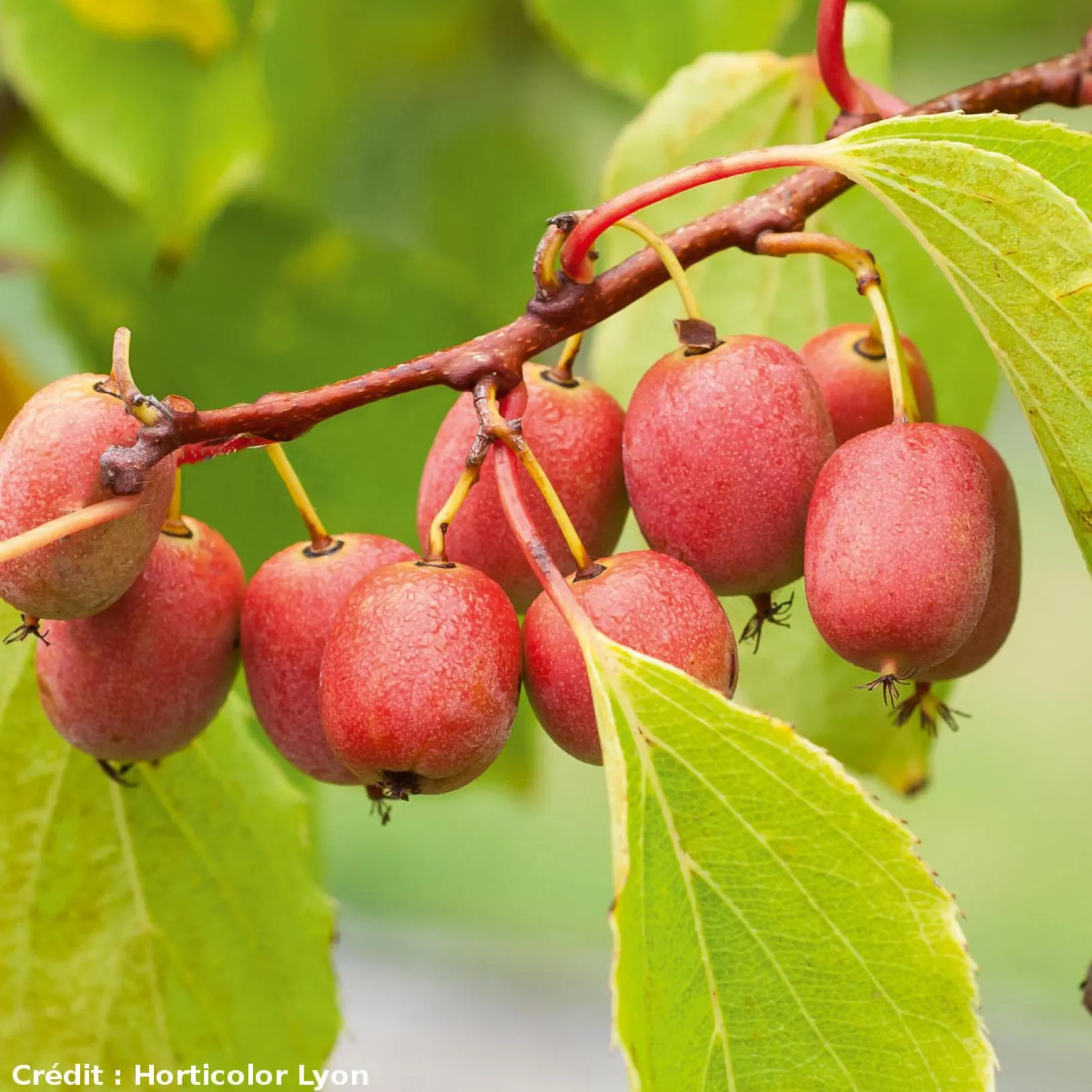 Kiwi-arguta-Kens-Red-femela-3.webp