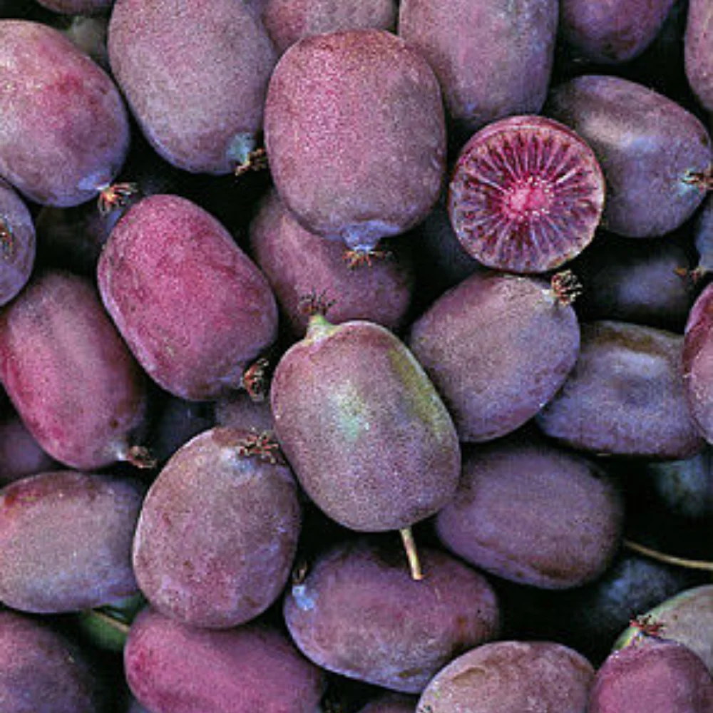 Kiwi-arguta-Kens-Red-femela-5.webp